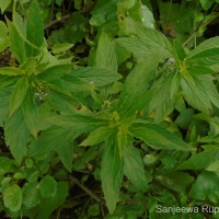 Mentha arvensis L.